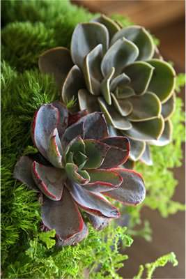Beautiful succulent arrangement by Kaitlyn Jones Floral Design
